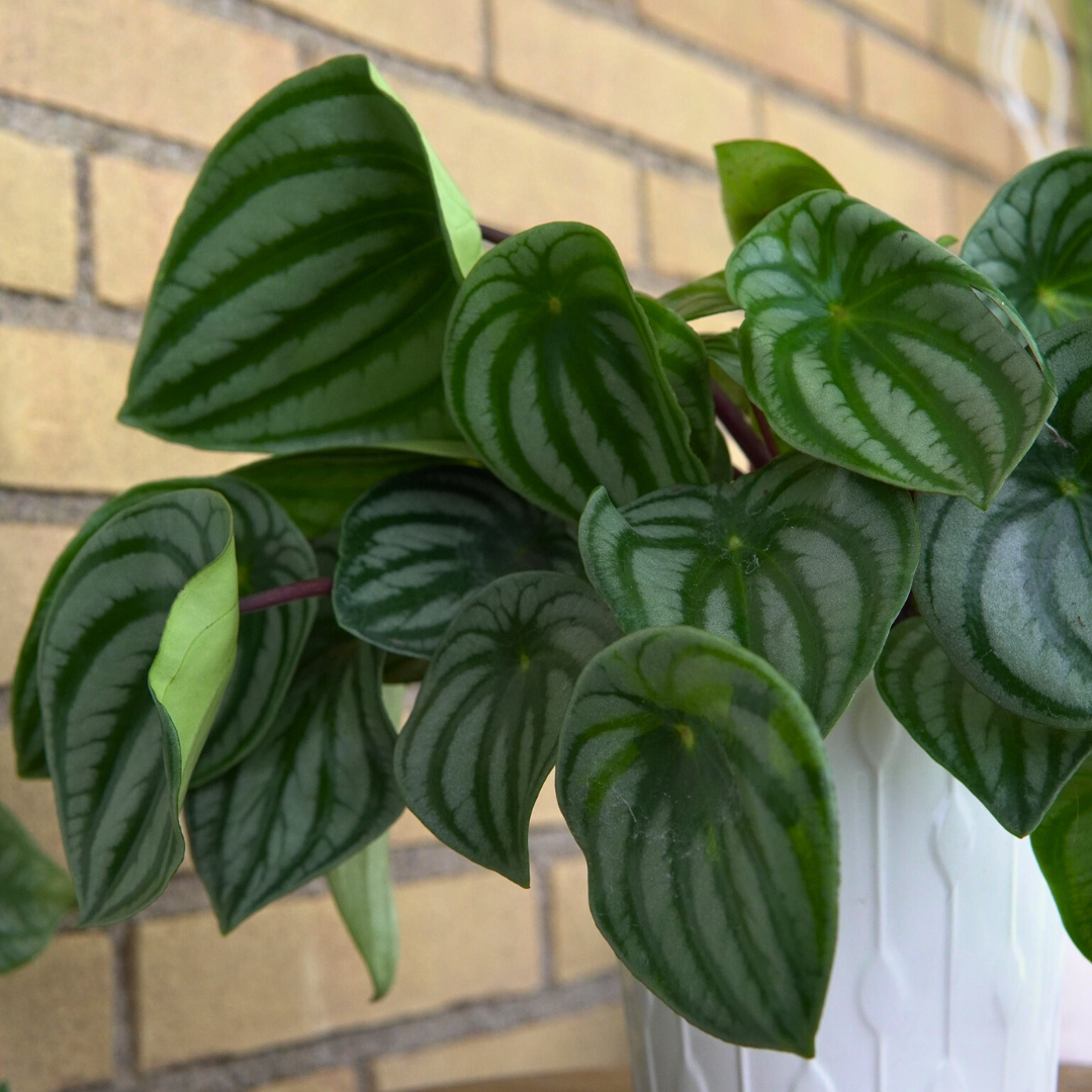 Peperomia Argyreia Watermelon