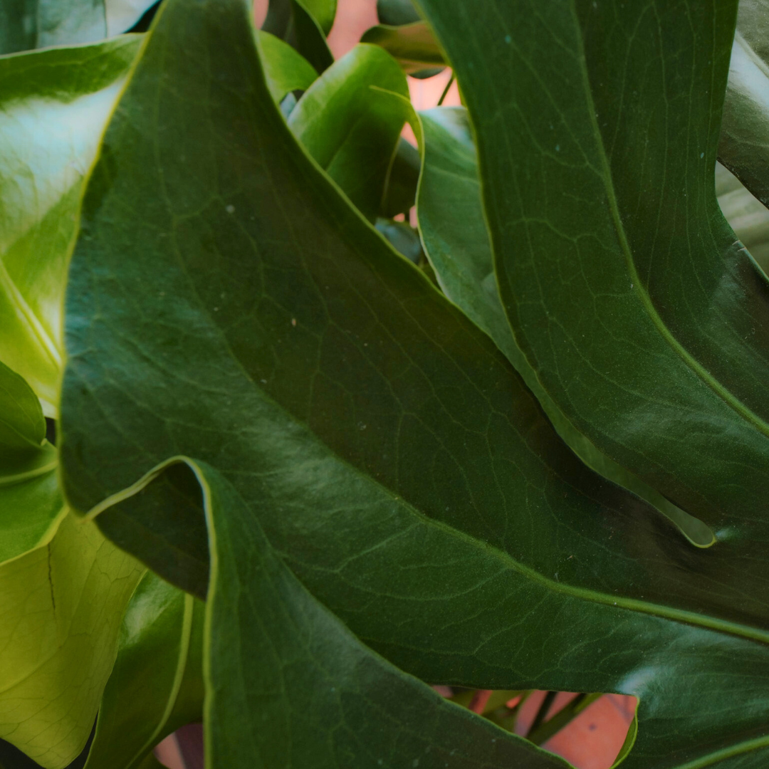 Monstera Deliciosa