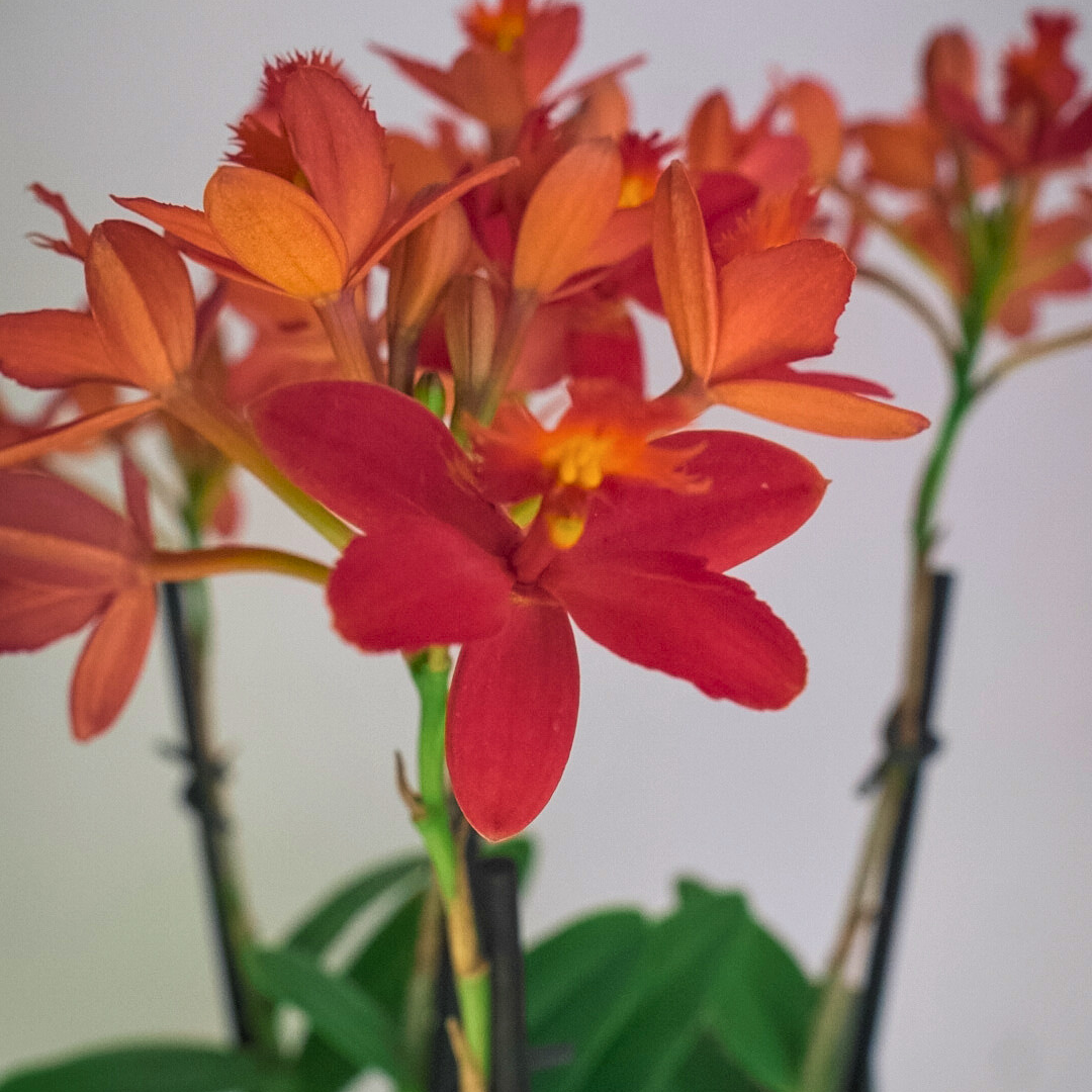 Epidendrum Radicans Red