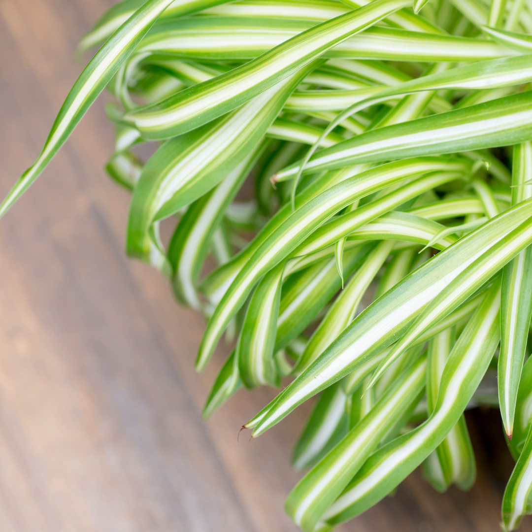 Chlorophytum Bonnie Ø9