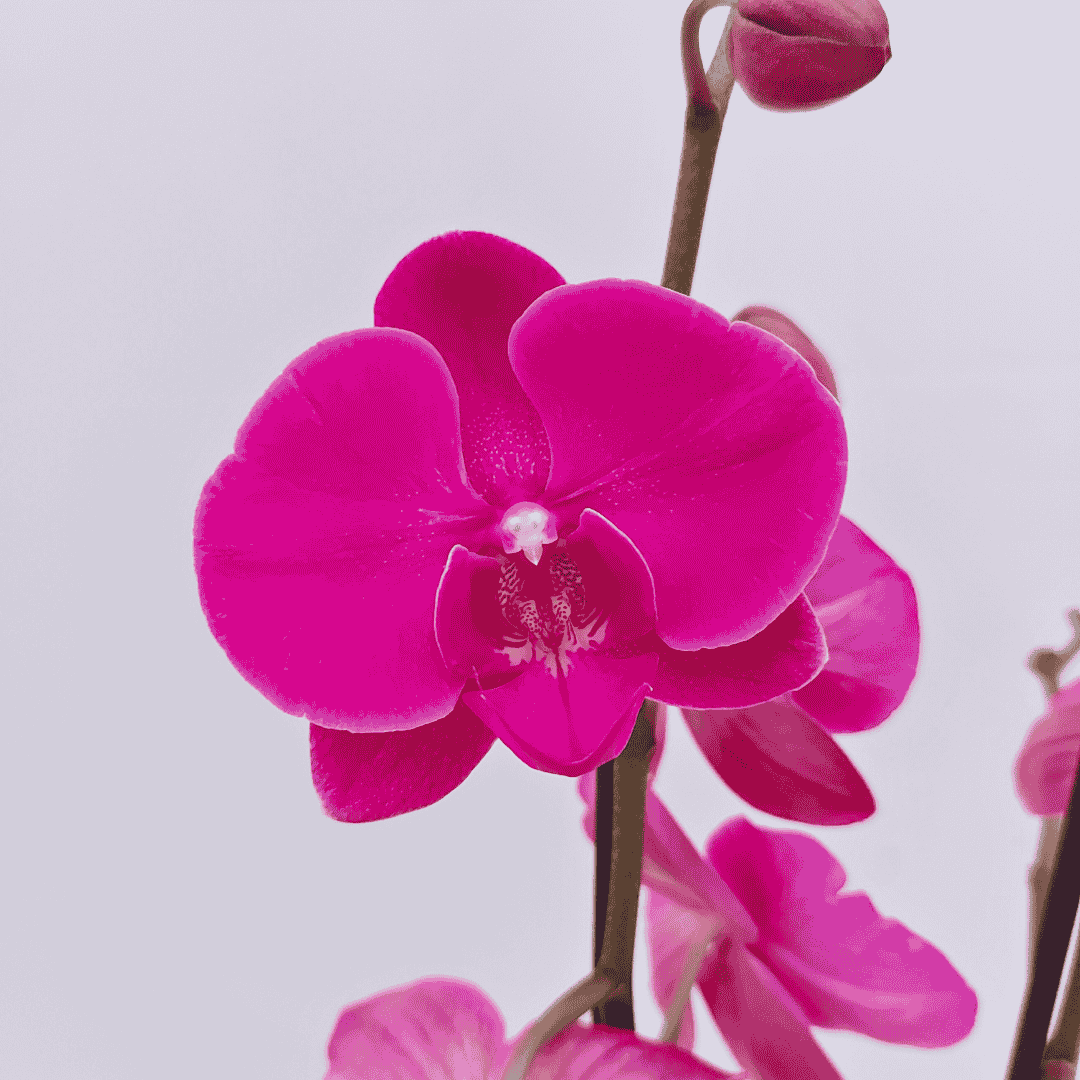 Phalaenopsis African Queen Ø12