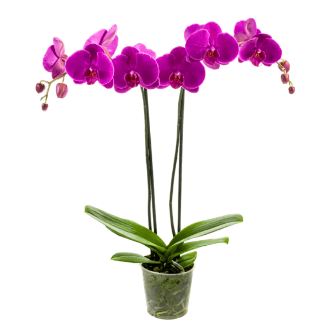 Phalaenopsis African Queen Ø12