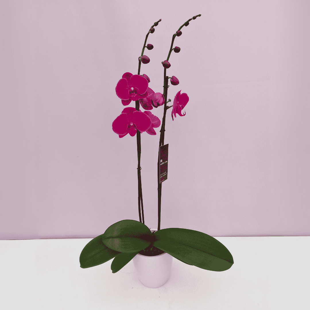 Phalaenopsis African Queen Ø12