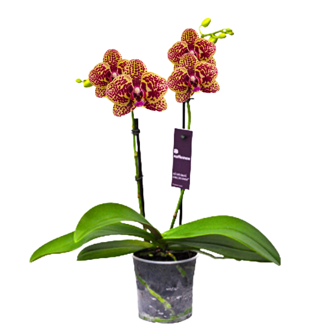 Phalaenopsis Alberta Ø9