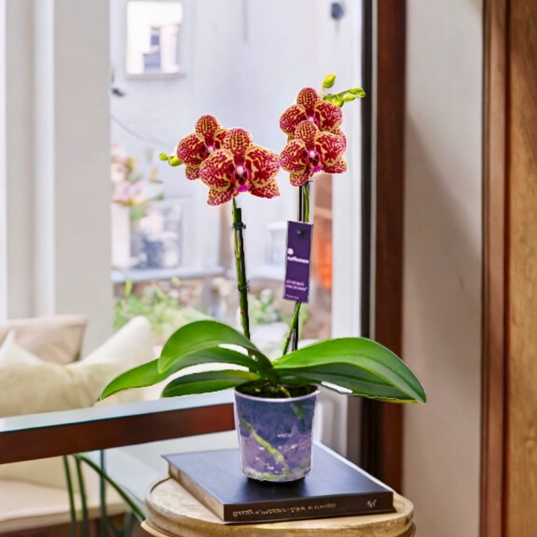 Phalaenopsis Alberta Ø9