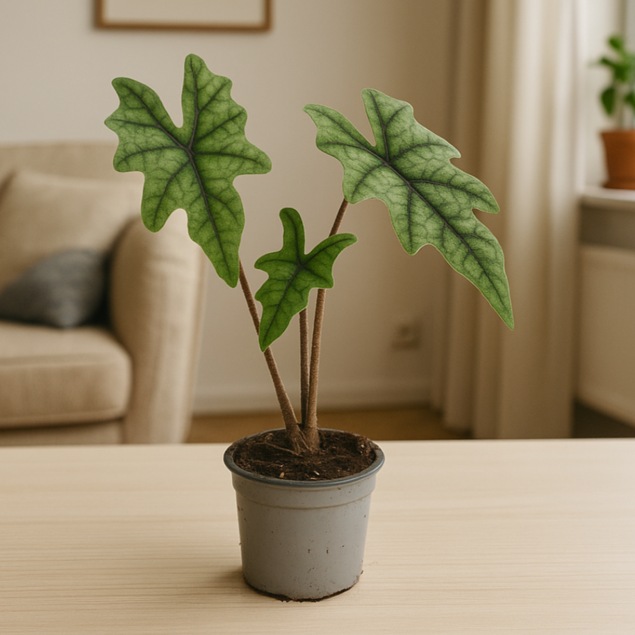 Alocasia Jacklyn