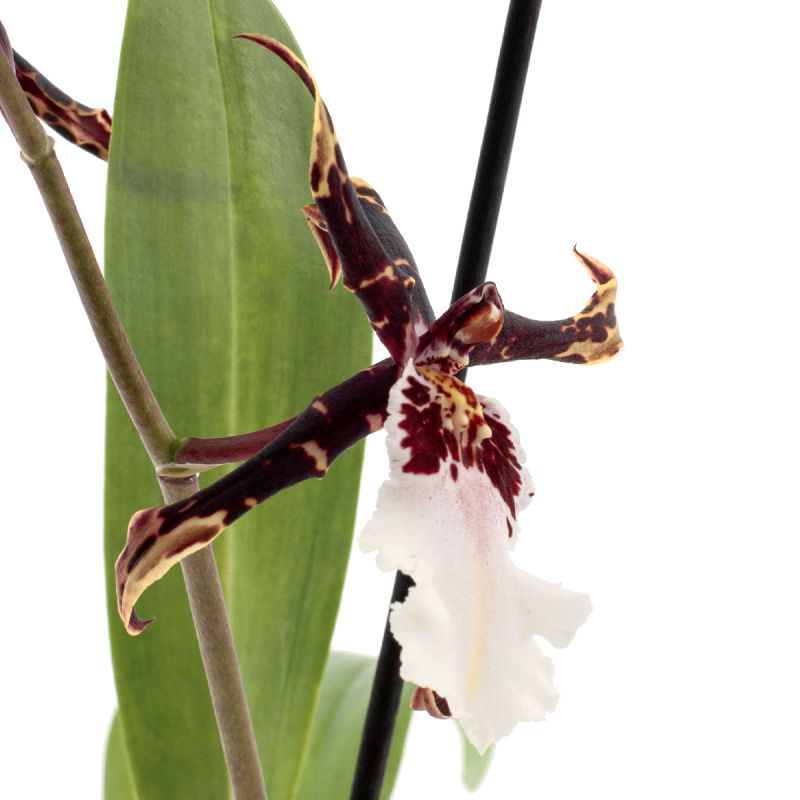 Beallara Kathrin