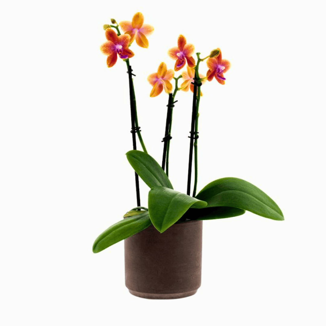 Phalaenopsis Bolgheri Ø9