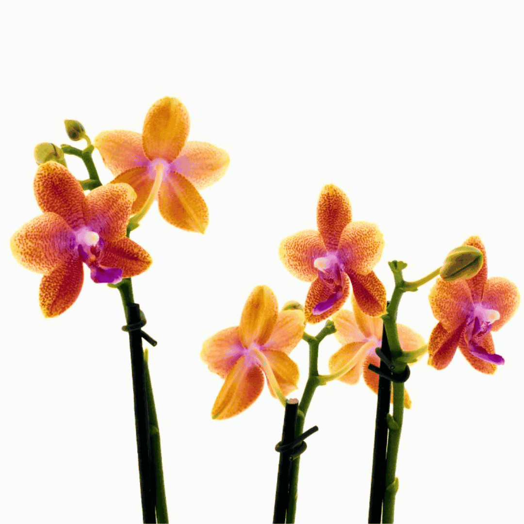 Phalaenopsis Bolgheri Ø9