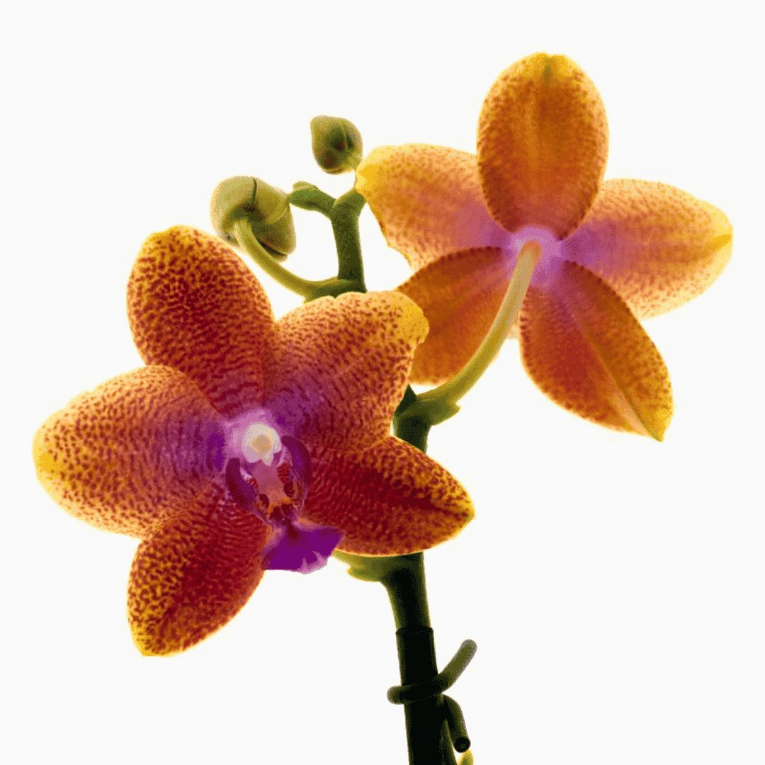 Phalaenopsis Bolgheri Ø9