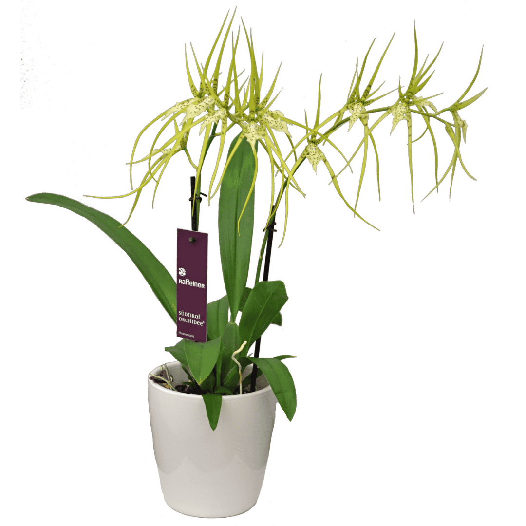 Brassia Fabian
