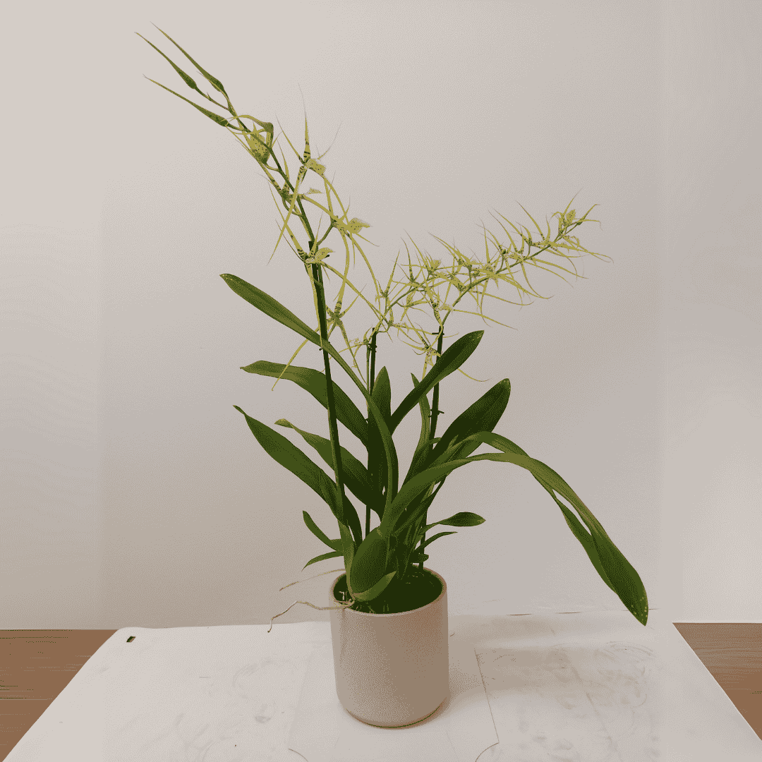 Brassia Fabian
