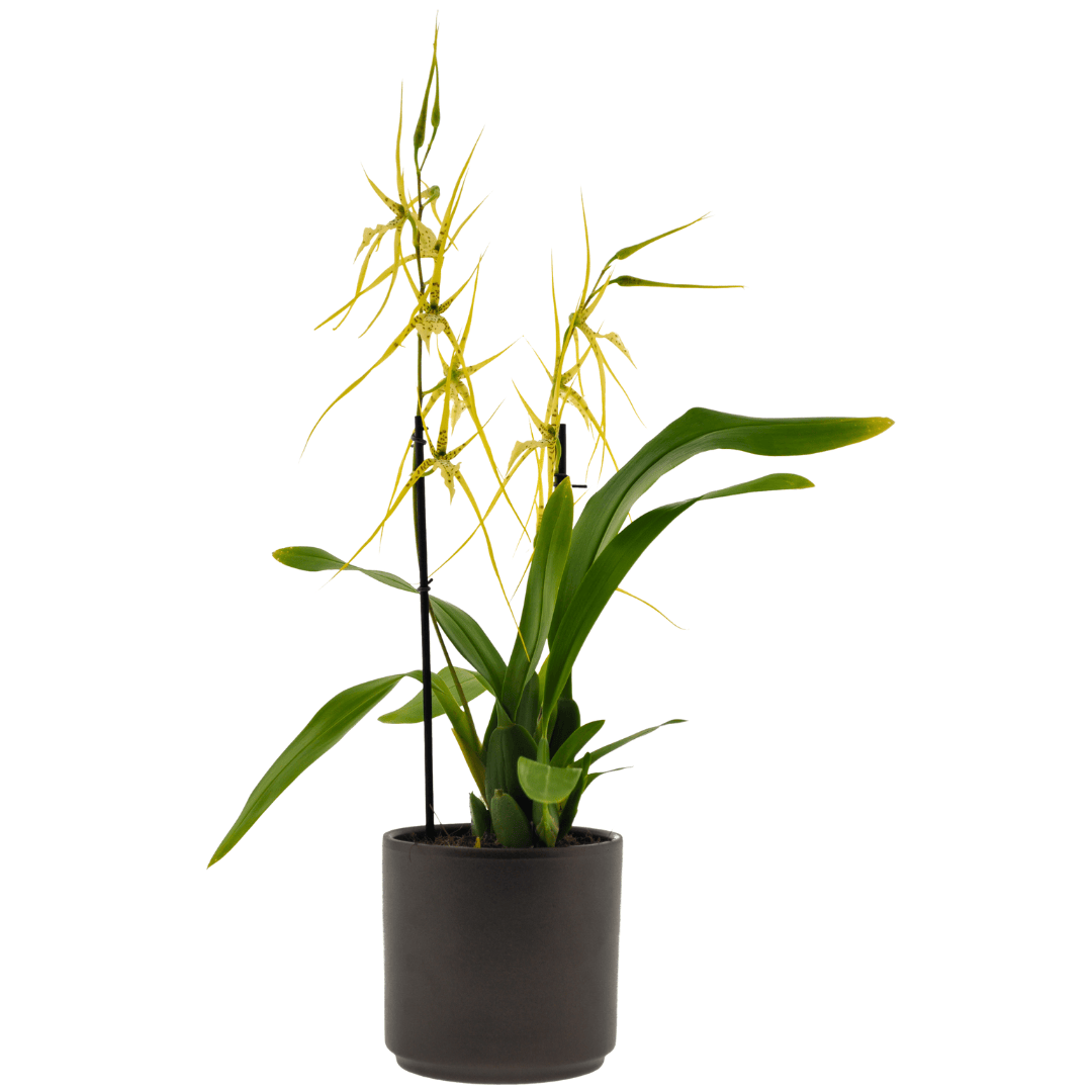 Brassia Fabian