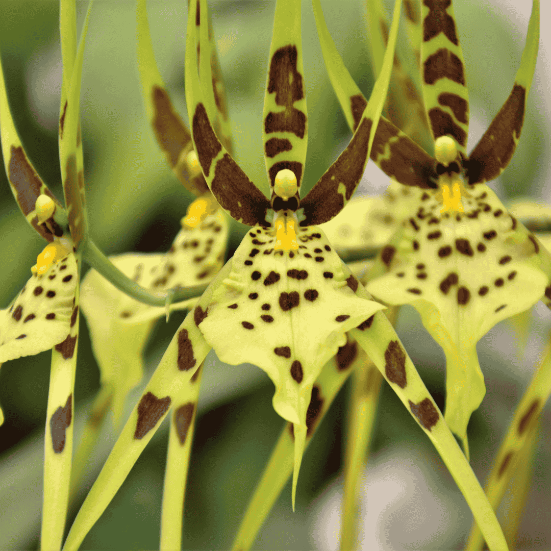 Brassia Fabian