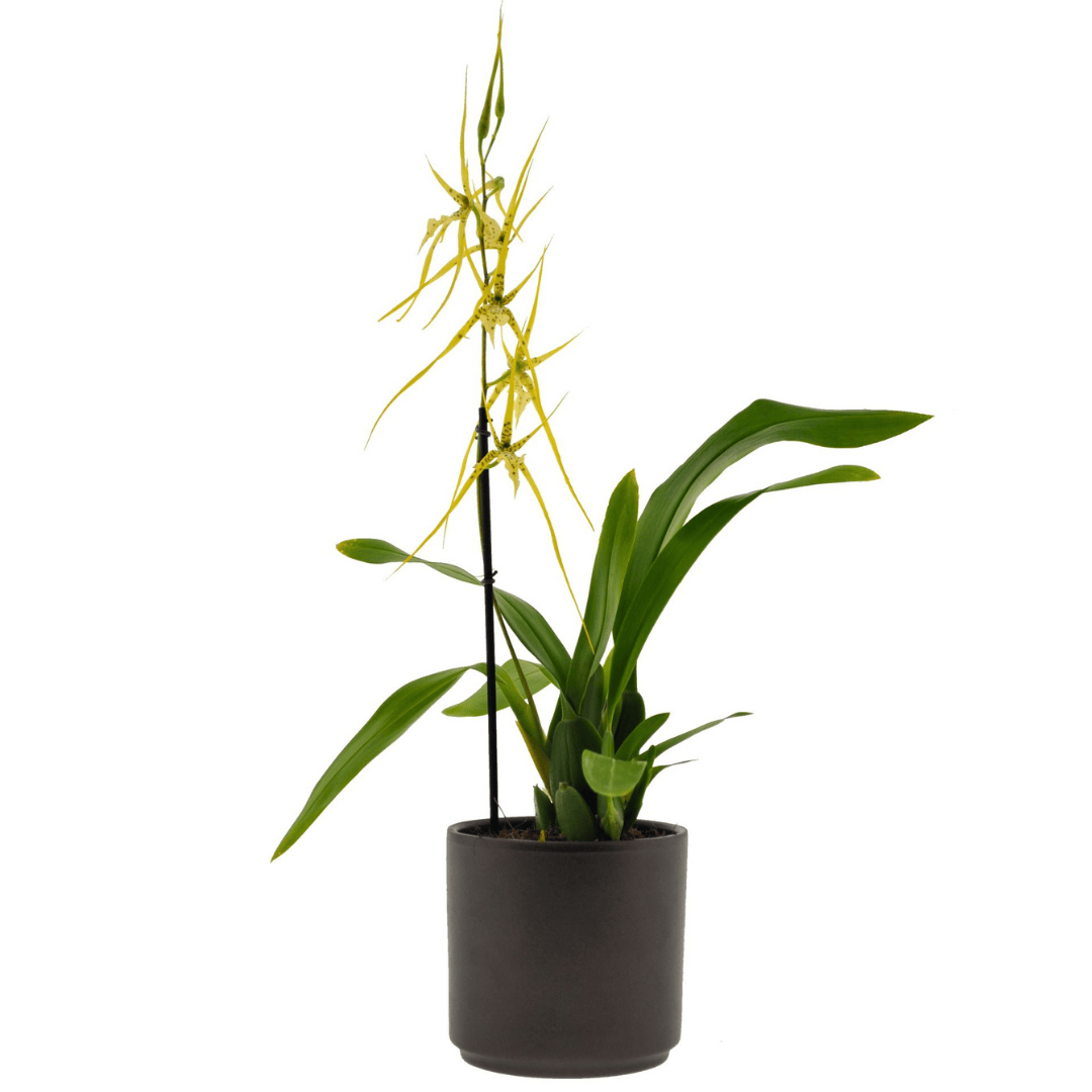 Brassia Fabian