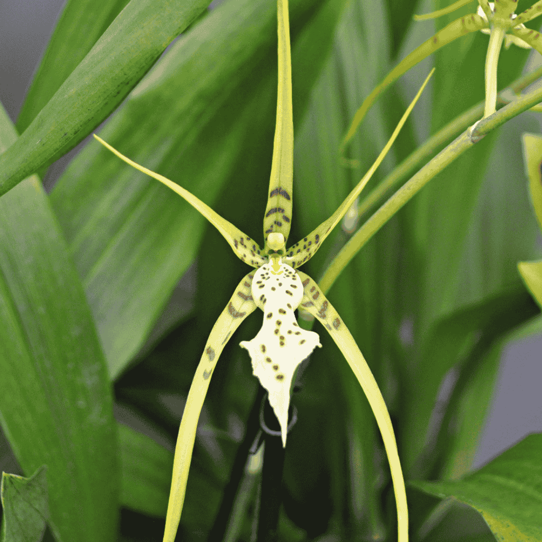 Brassia Fabian