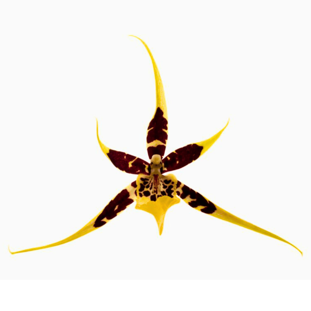 Brassia Padova