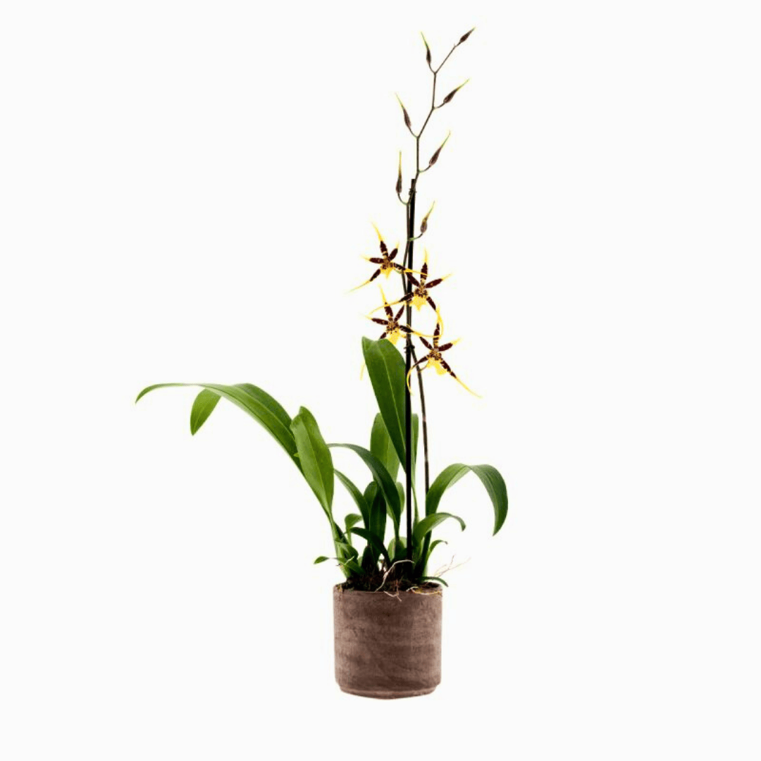 Brassia Padova
