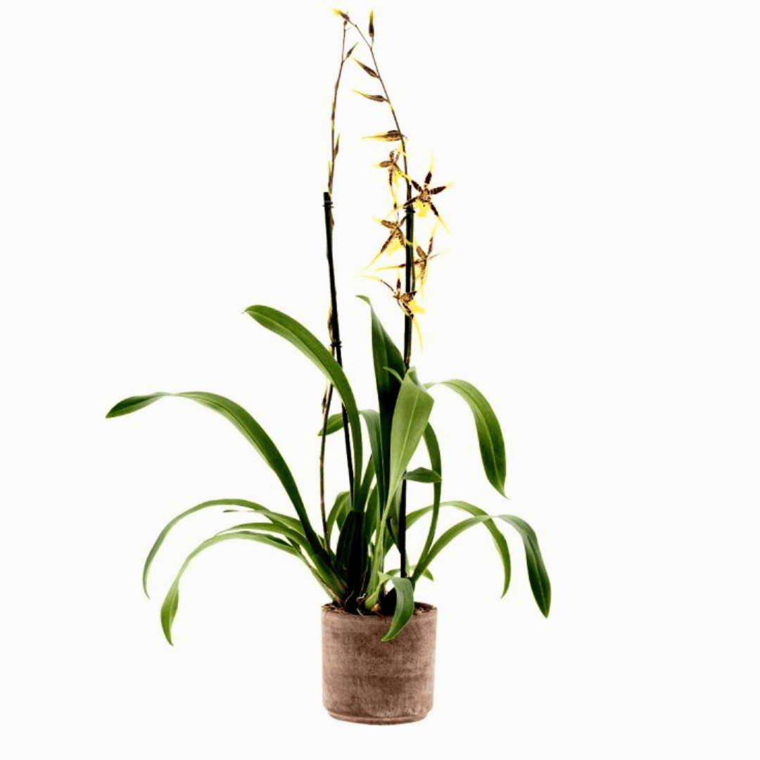Brassia Padova