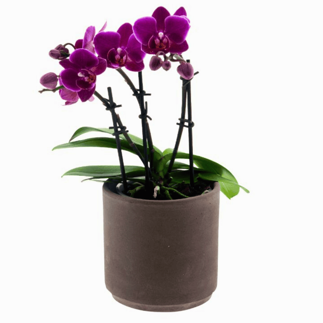 Phalaenopsis Brazilian Fever Ø9