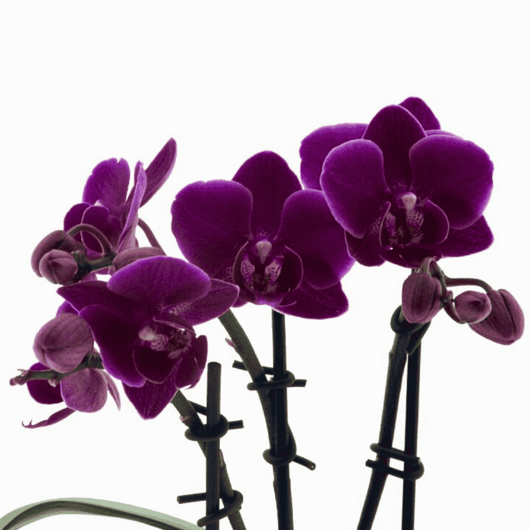 Phalaenopsis Brazilian Fever Ø9