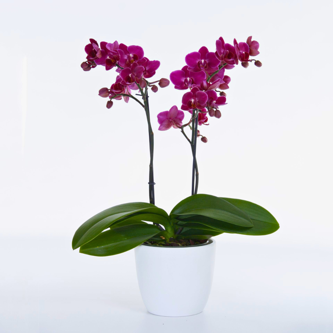 Phalaenopsis Brazilian Fever Ø9