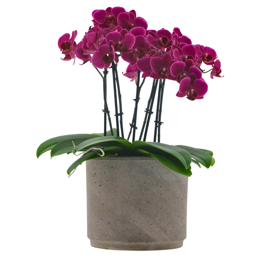 Phalaenopsis Mazzo di Fiori Ø14