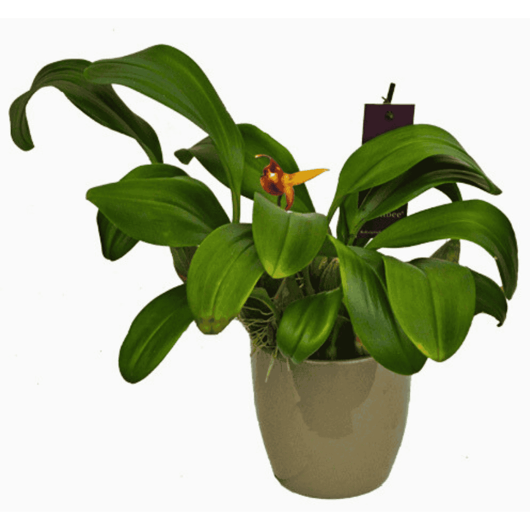 Bulbophyllum Lobbii
