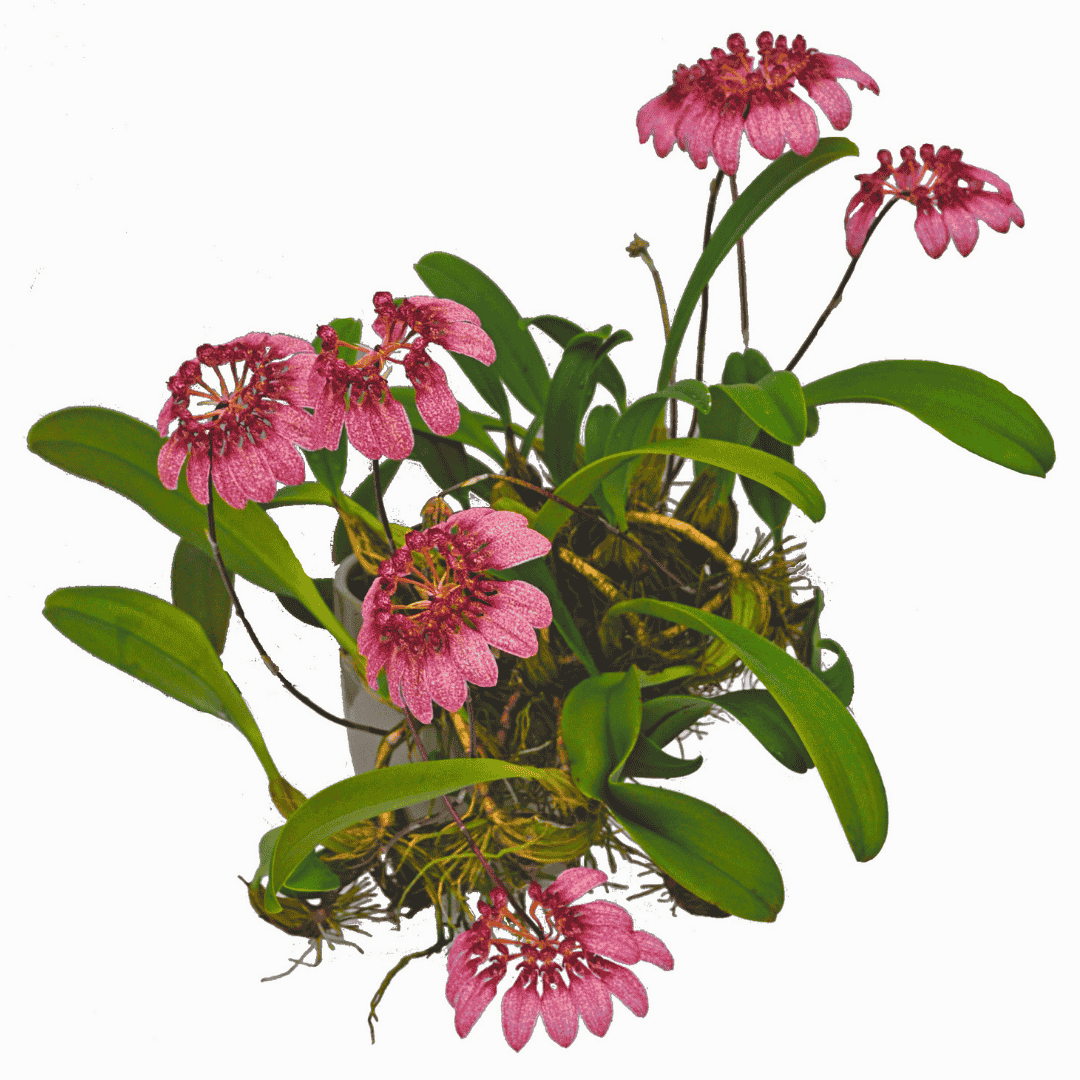 Bulbophyllum dicturatum x eberhartii