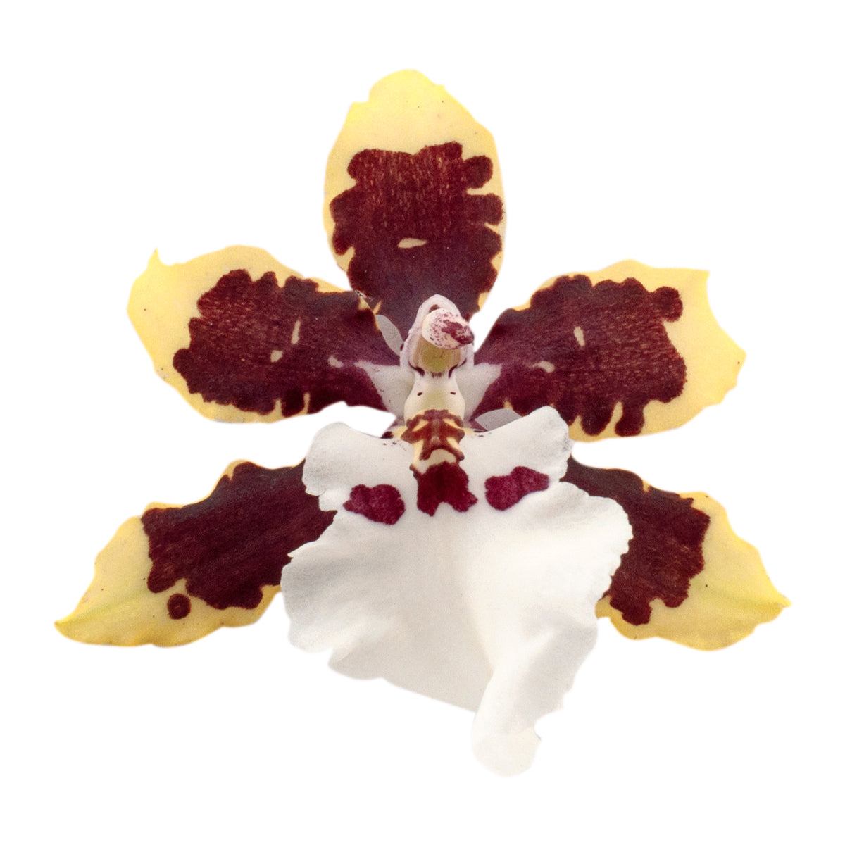 Colmanara Diana