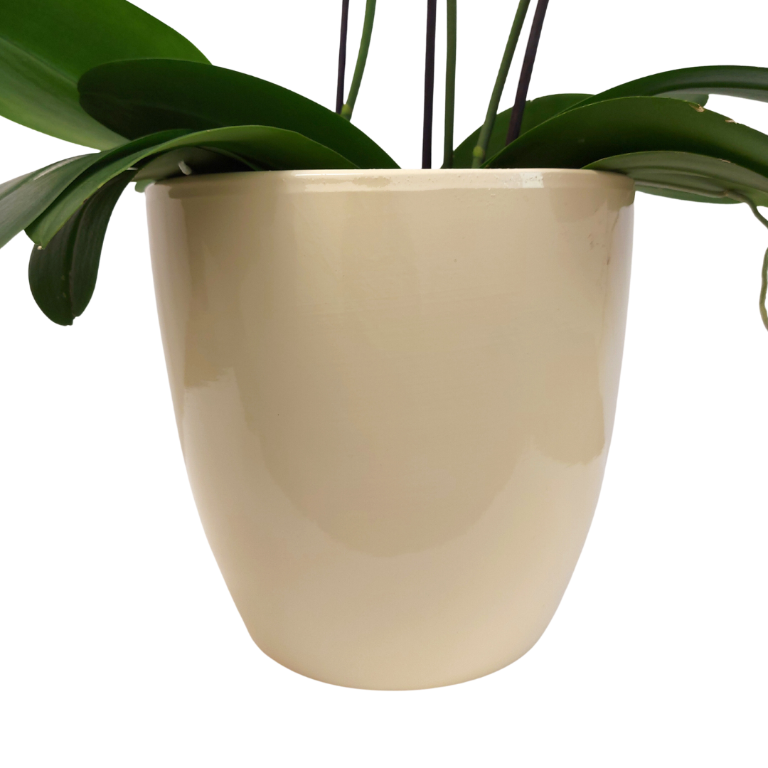 Vaso Ceramica "Milano" Crema 12cm