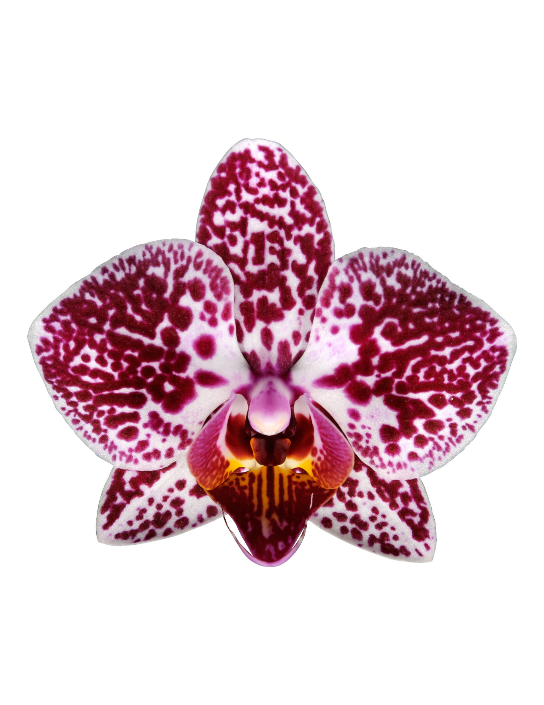 Phalaenopsis Cadiz Ø9