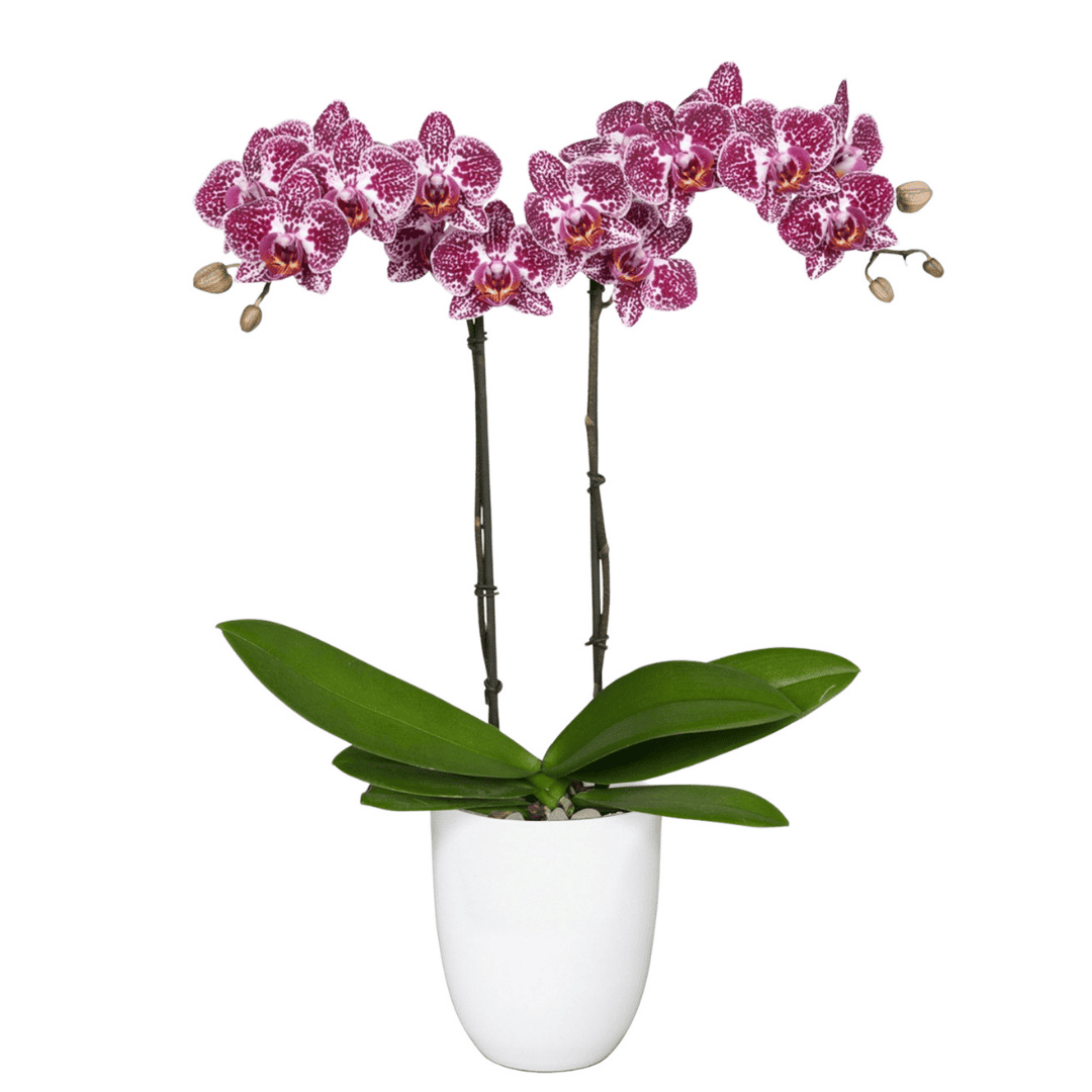 Phalaenopsis Cadiz Ø9