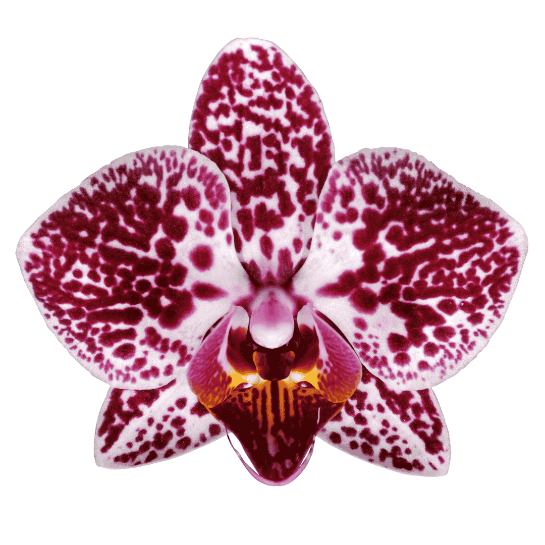 Phalaenopsis Cadiz Ø9