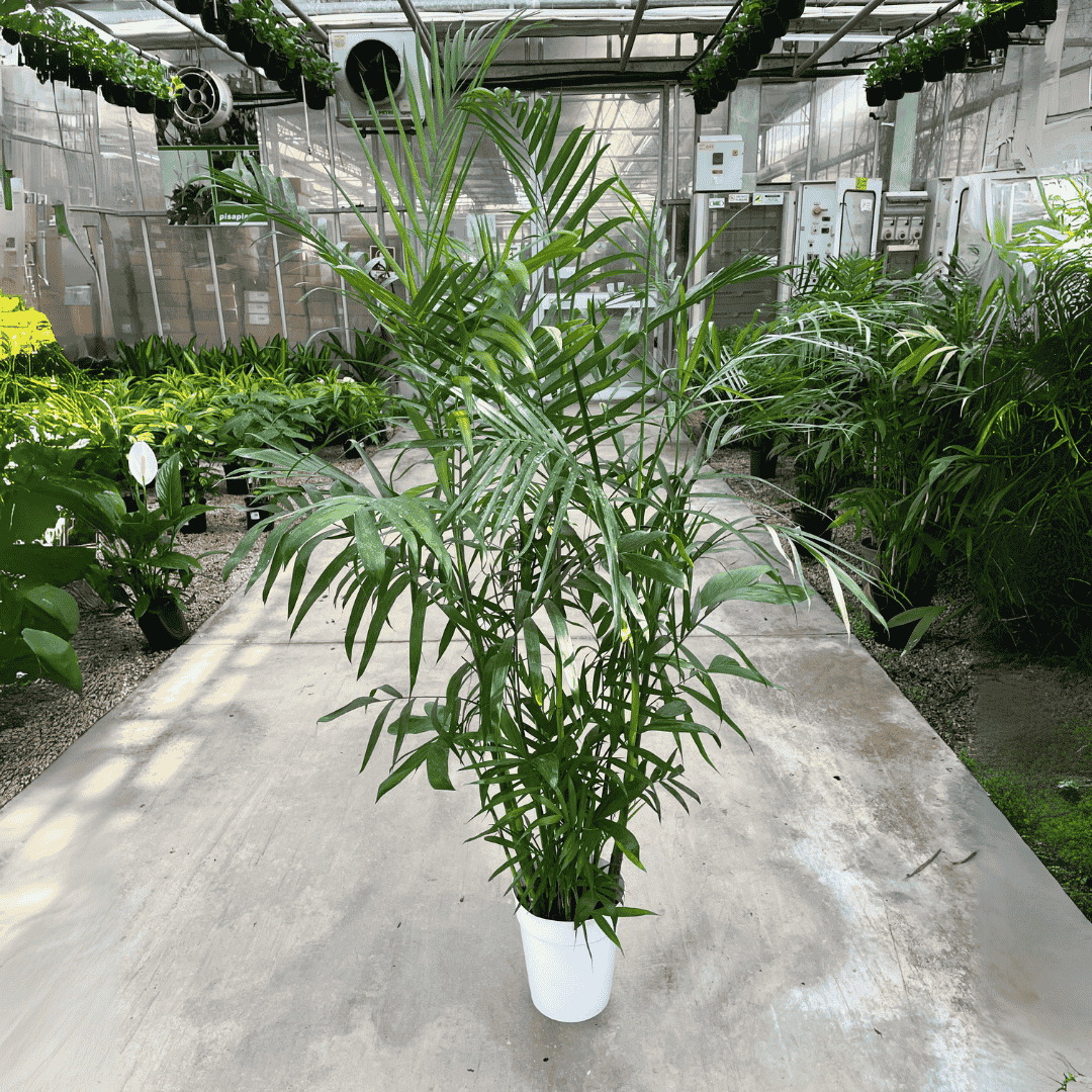 Chamaedorea Seifritzii