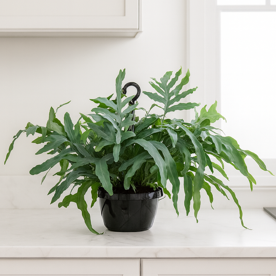 Phlebodium BLUE STAR