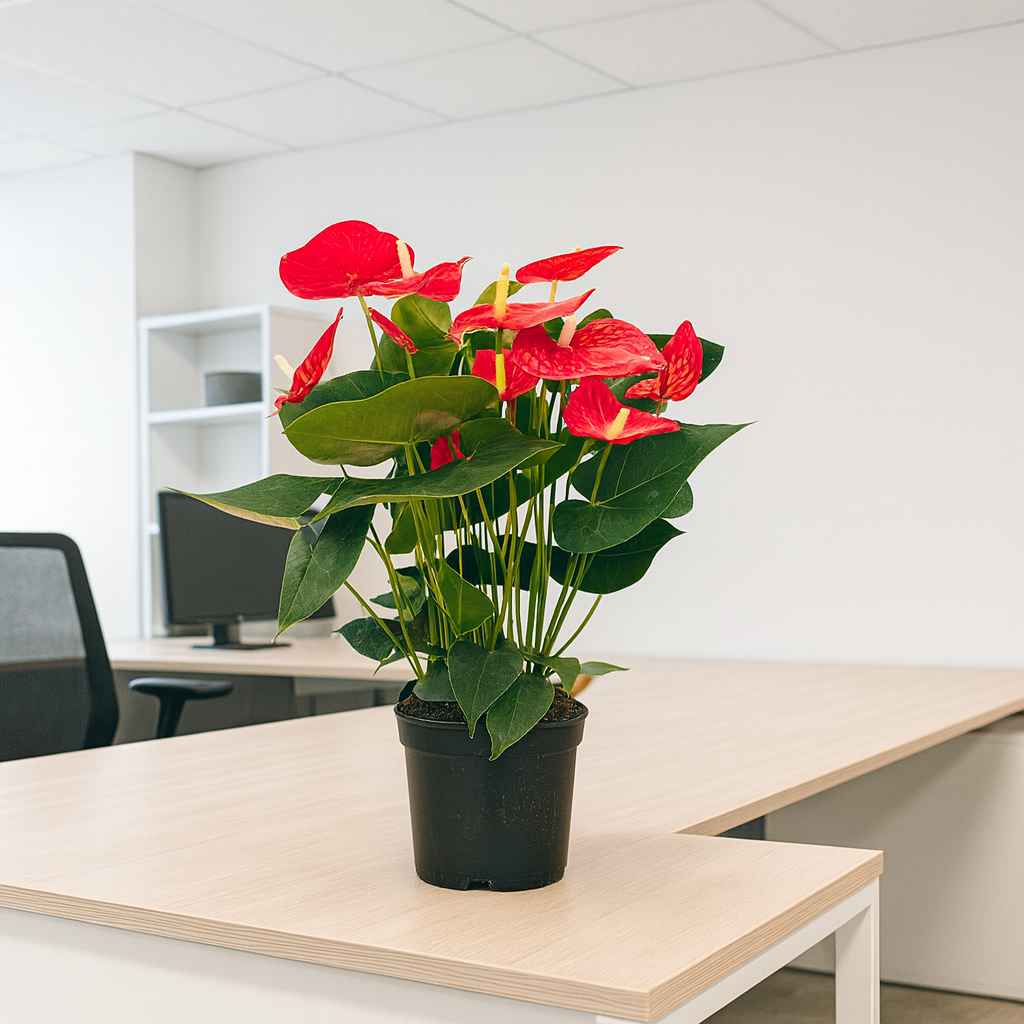 Anthurium Andreanum Oregon Ø21