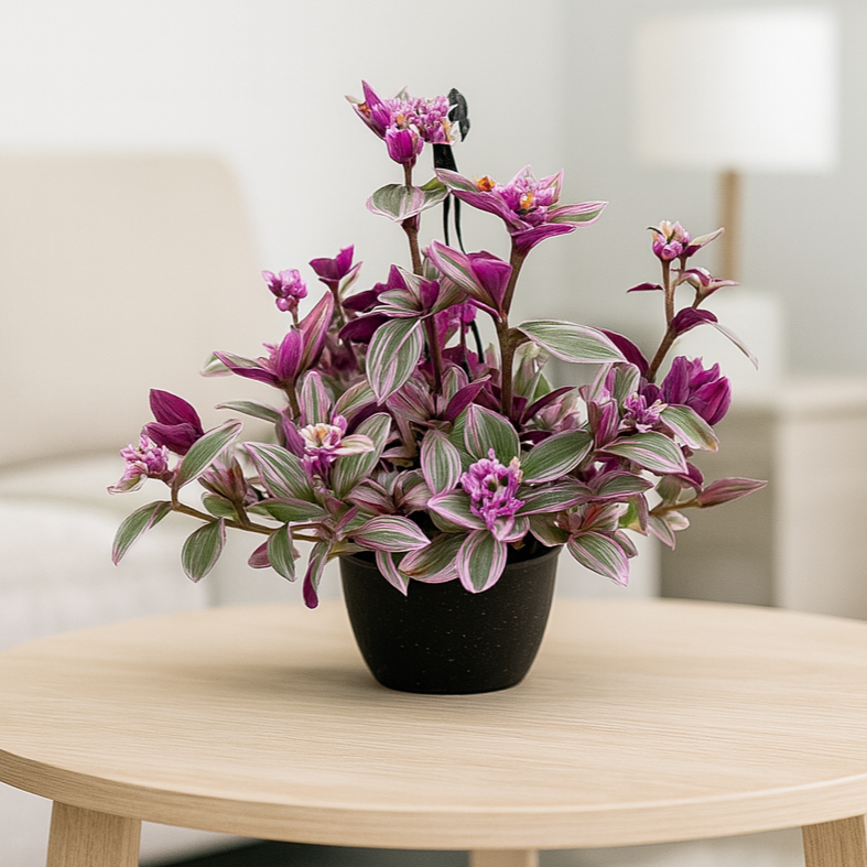 Tradescantia NANOUK Baschet20