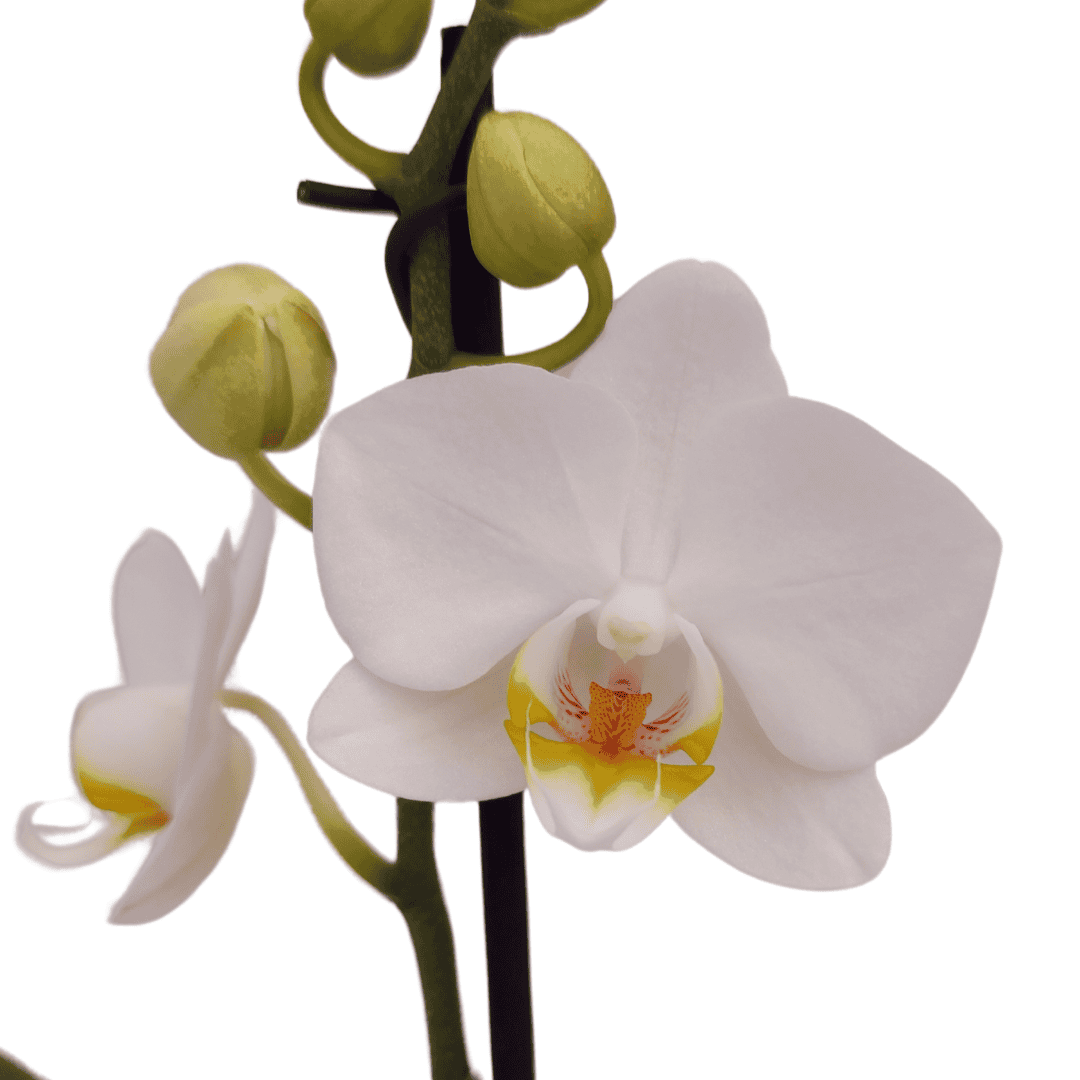 Phalaenopsis Cinzia Ø9