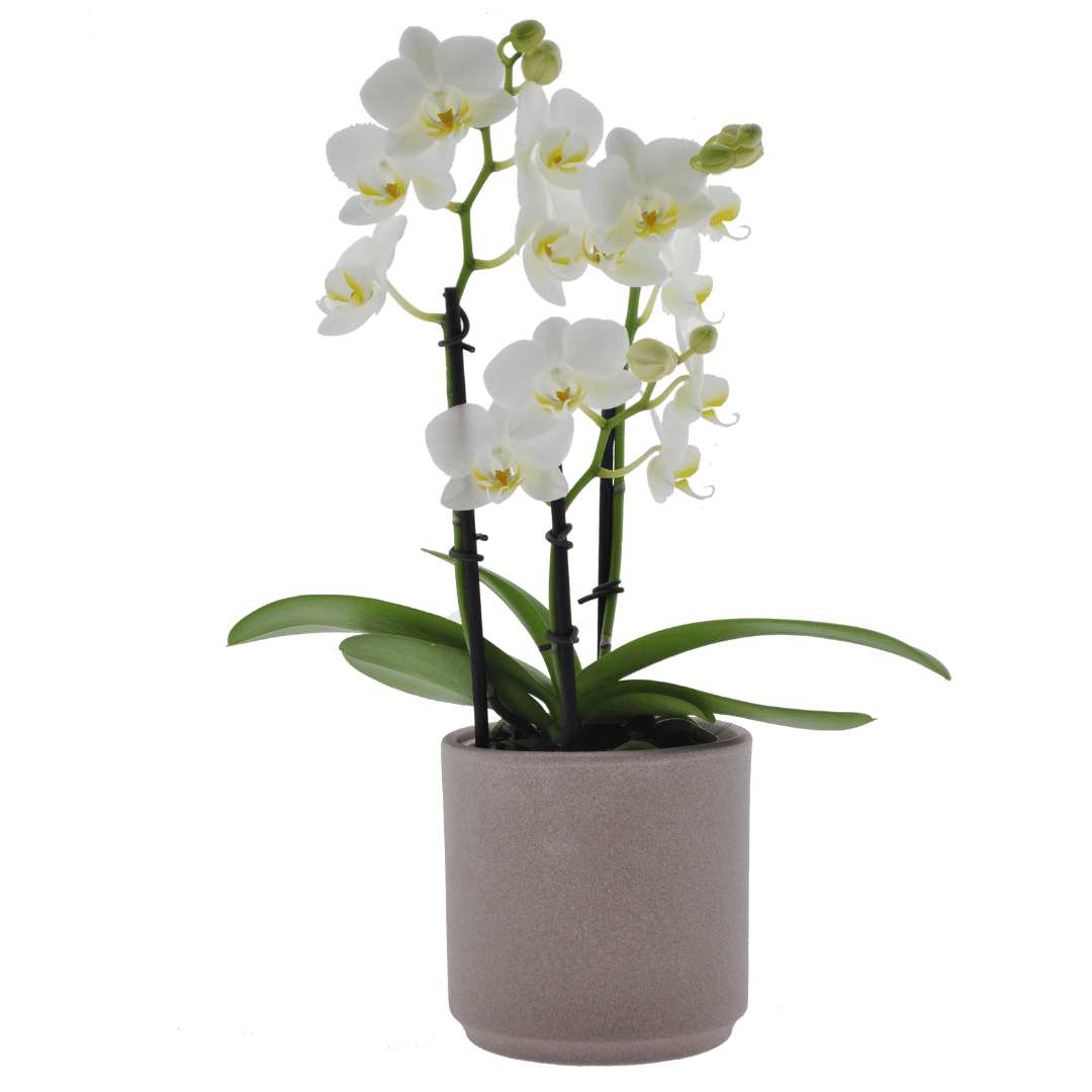 Phalaenopsis Cinzia Ø9