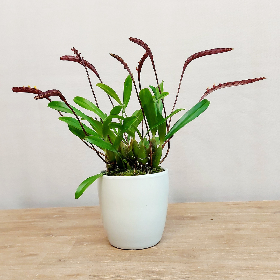 Bulbophyllum Falcatum