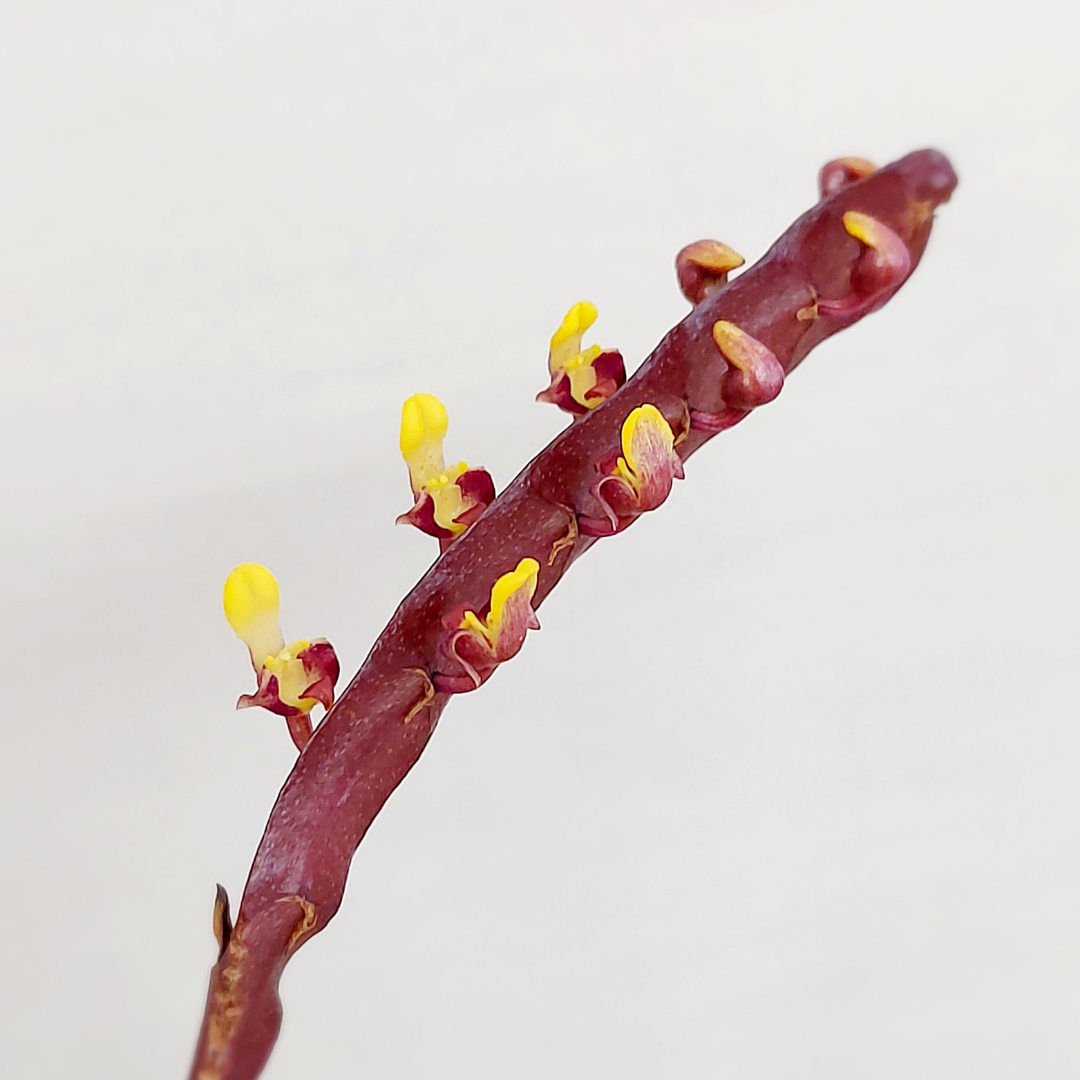 Bulbophyllum Falcatum
