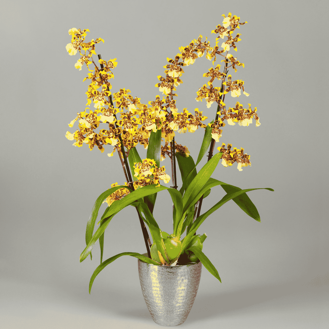 Colmanara Yellow Star