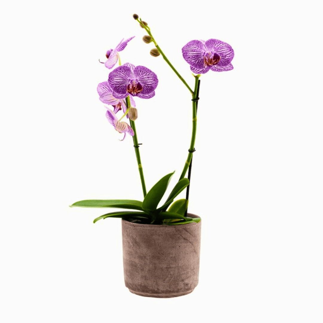 Phalaenopsis Cosmopolitan Ø12