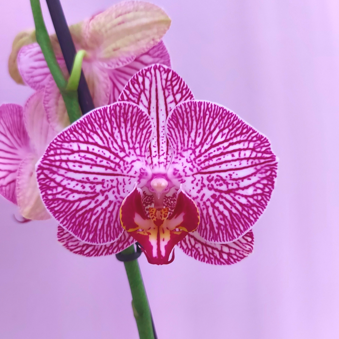 Phalaenopsis Cosmopolitan Ø12