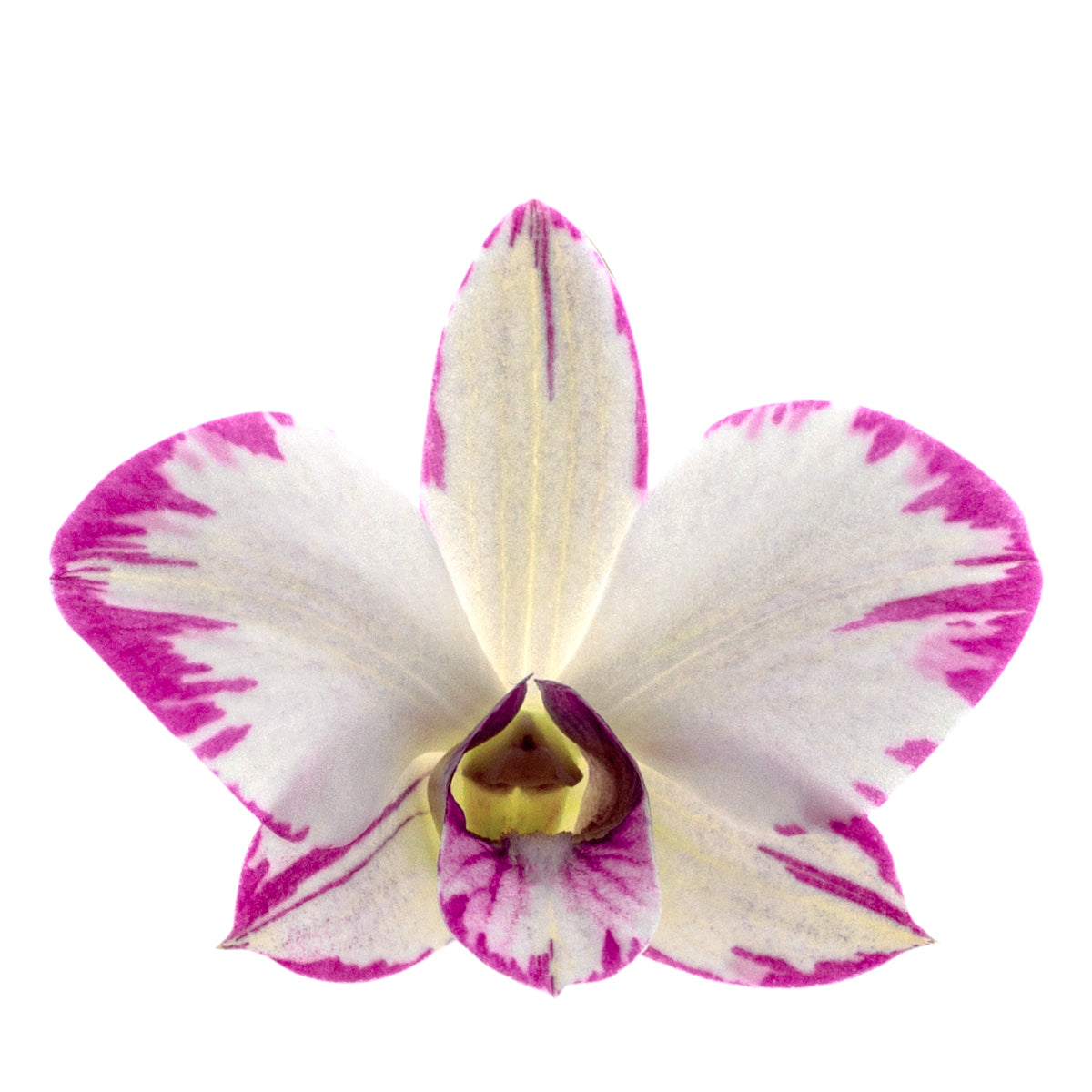 Dendrobium Phalaenopsis