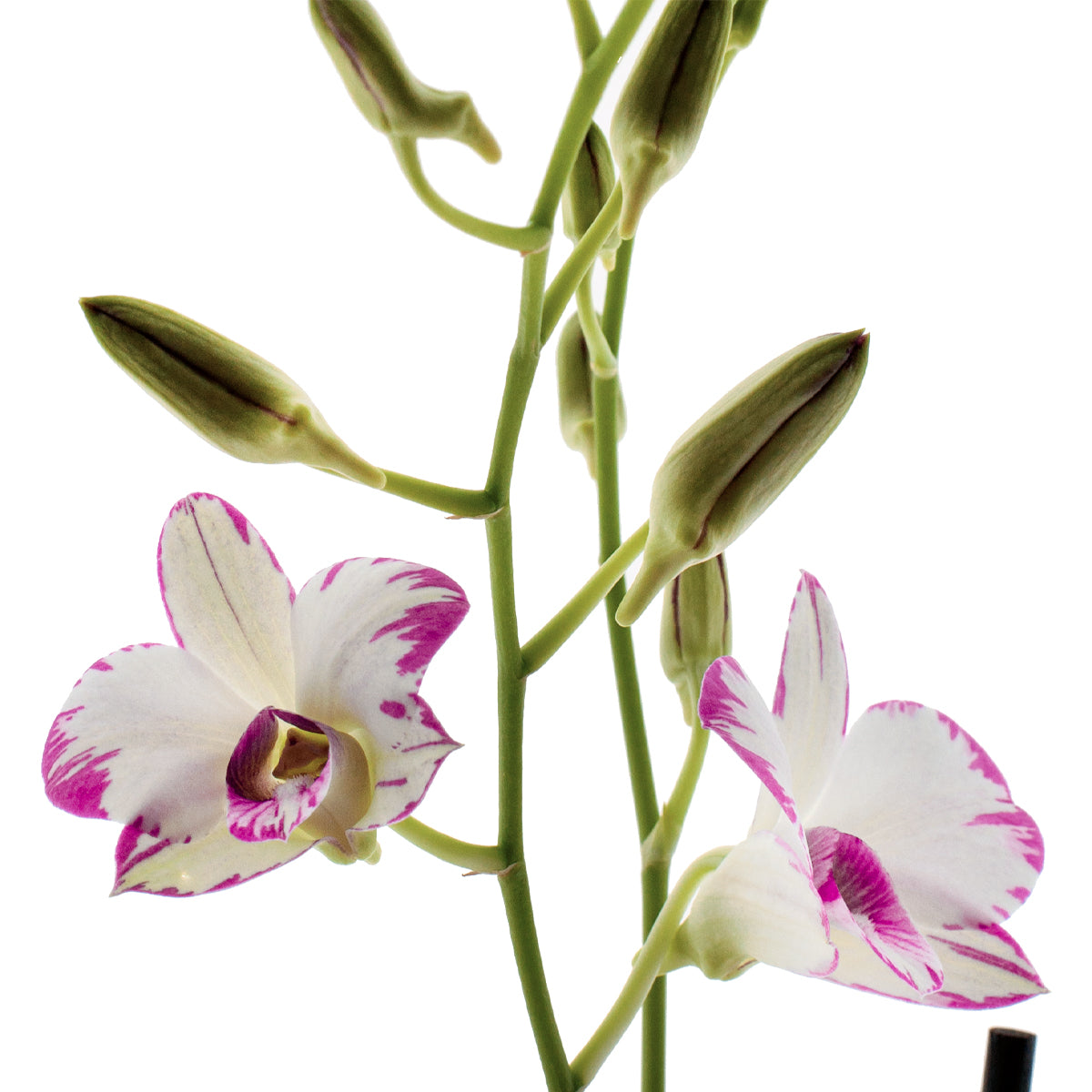 Dendrobium Phalaenopsis