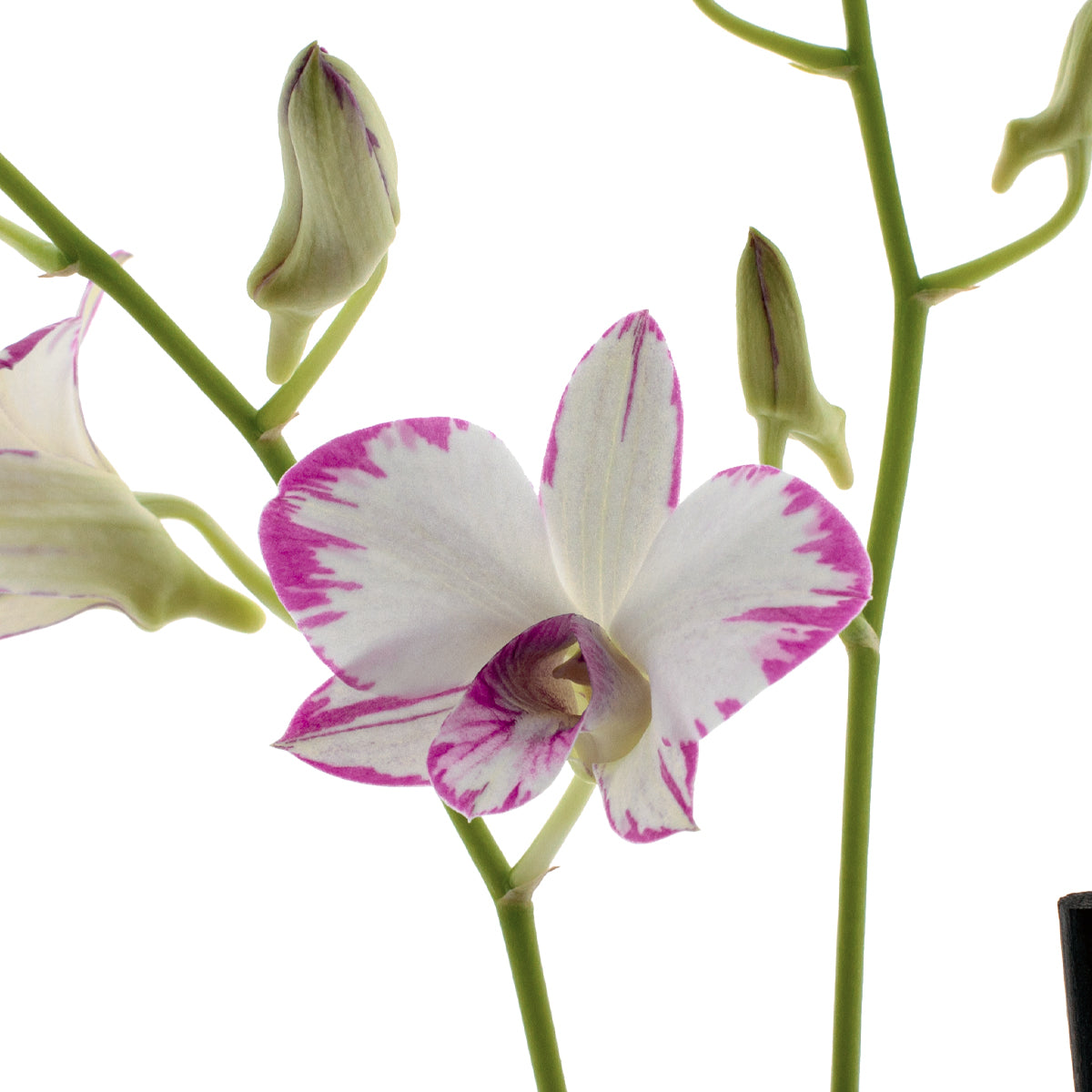 Dendrobium Phalaenopsis