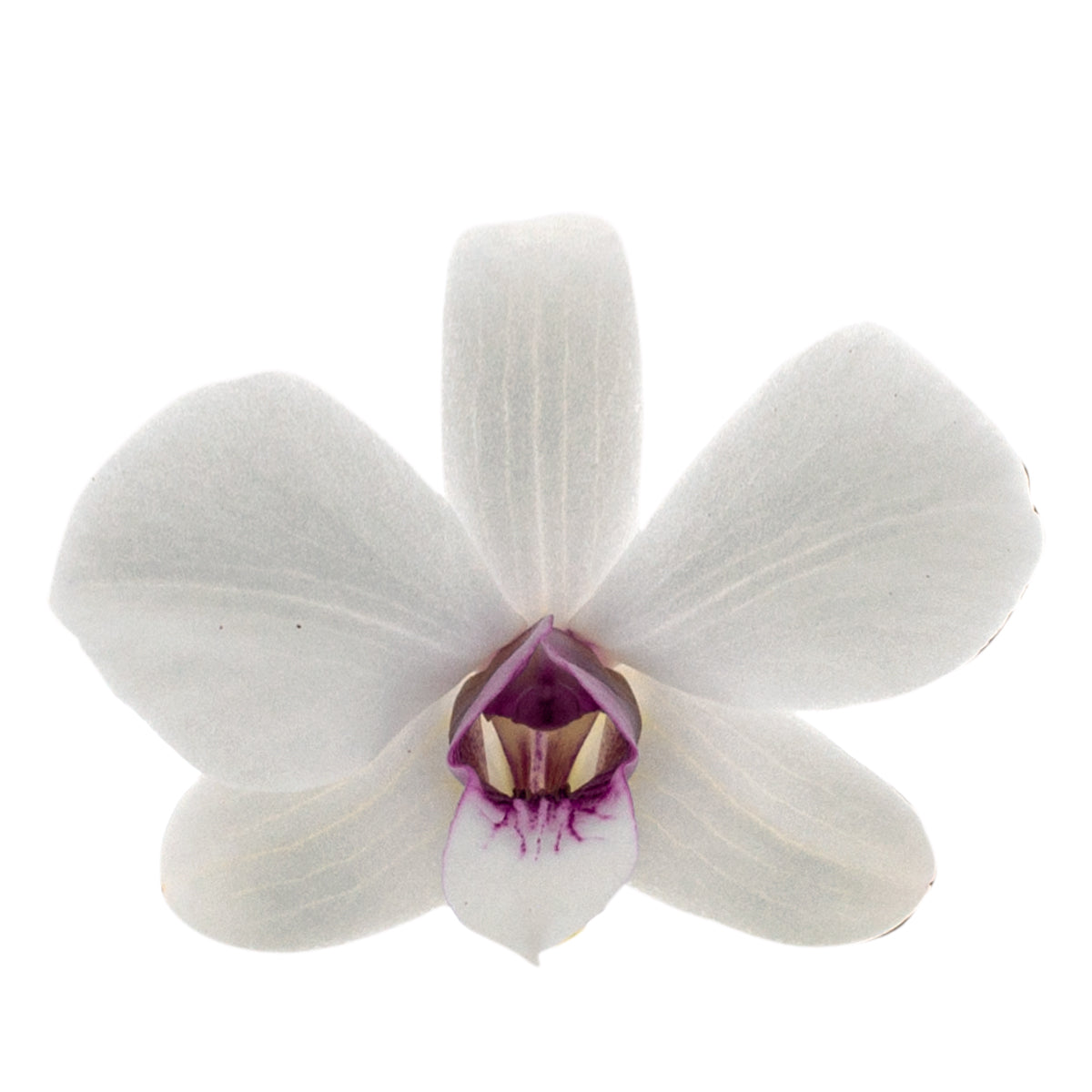 Dendrobium Phalaenopsis