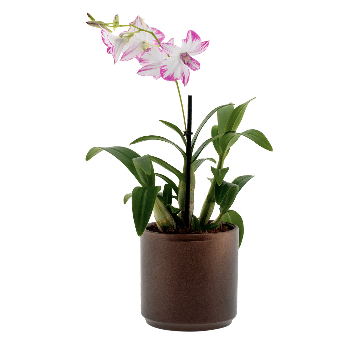 Dendrobium Phalaenopsis